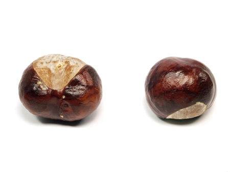 Chestnuts on a white background
       の写真素材