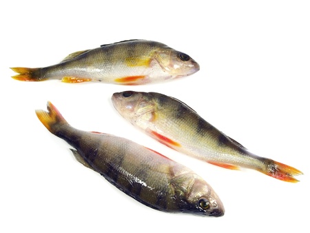 river perch on a white background の写真素材