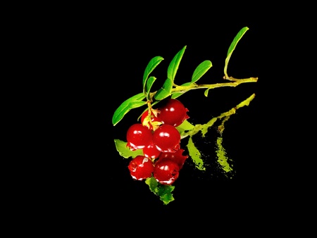 fresh cranberries on a black background with water drops 
       の写真素材
