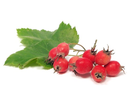 Hawthorn on a white background 
 の写真素材