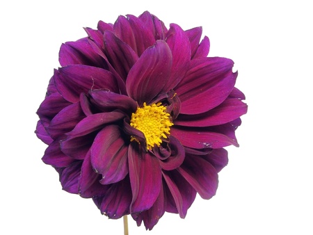 dahlia flower on a white background 
    の写真素材