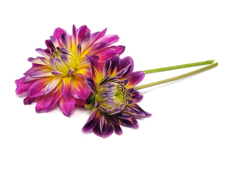 dahlia flower on a white background 
    の写真素材