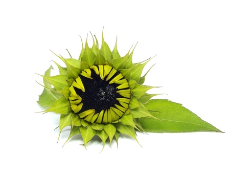sunflower on a white backgroundの写真素材