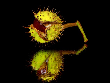 Chestnuts on a black background with water drops
の写真素材
