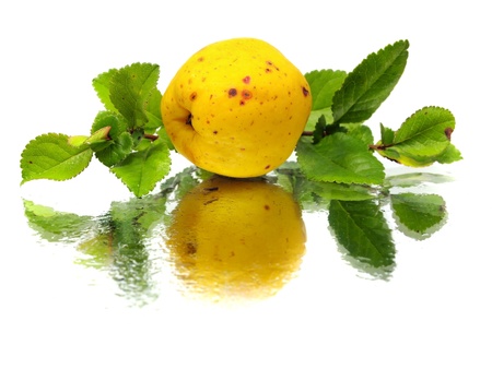 japanese quince fruit with leaves on a white background with water drops
 の写真素材