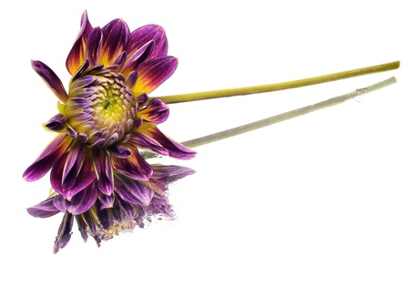  dahlia flower on a white background  with water dropsの写真素材