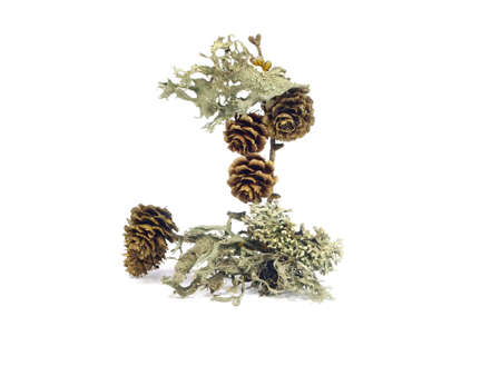 winter still life on a white background  の写真素材