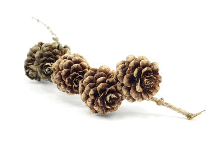 larch cones on the white isolate background 
の写真素材