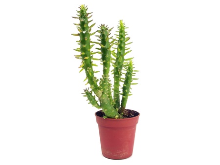 succulents in a pot on a white background 
    の写真素材