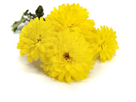 chrysanthemum flower on a white background の写真素材