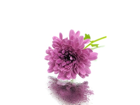 chrysanthemum flower on a white background with water drops 
の写真素材