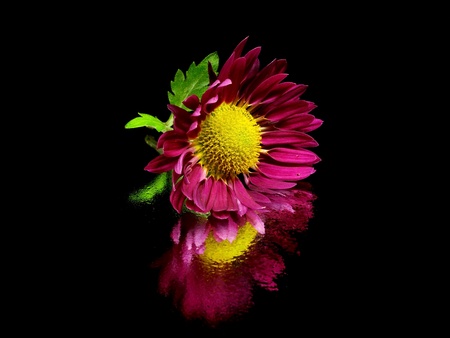 chrysanthemum flower on a black background with water drops      の写真素材