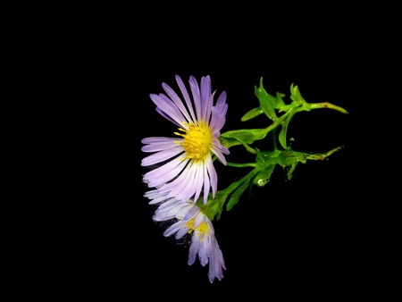 aster flower on a black background with water drops 
      の写真素材