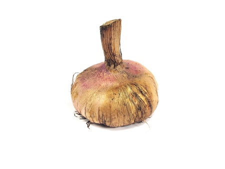 Gladiolus flowers bulbs on a white background の写真素材