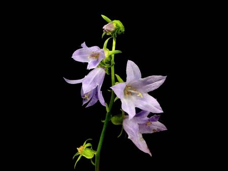 bluebell flower on a black background の写真素材