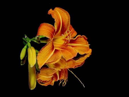 daylily flower on a black background with water drops
の写真素材