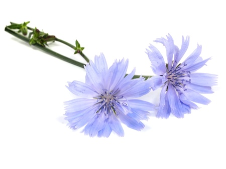 Cichorium intybus flower on a white background   の写真素材