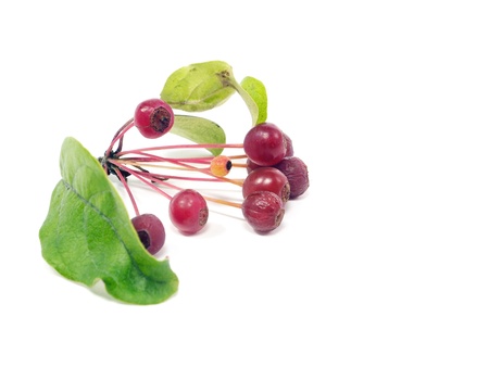 branch with red berries on white background  の写真素材