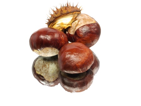 Chestnuts on a white background with water drops の写真素材