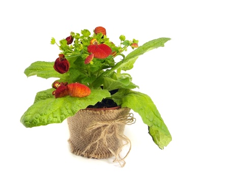 calceolaria flower on a white background. 
  の写真素材