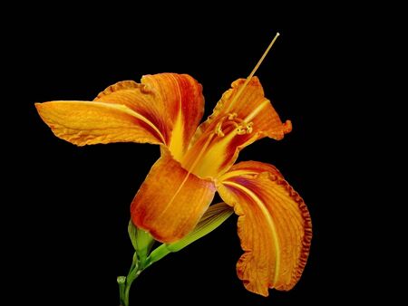 daylily flower on a black background 
の写真素材