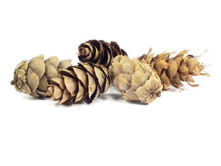 fir tree cones on a white background 
の写真素材
