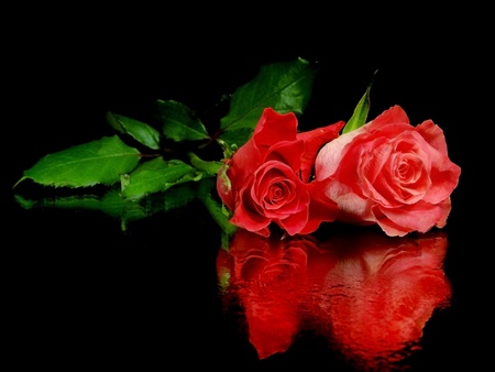 pink rose on a black background with water drops の写真素材