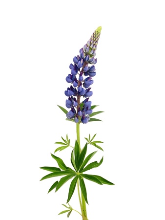 lupine flower on a white backgroundの写真素材