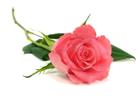 pink rose on a white background   の写真素材