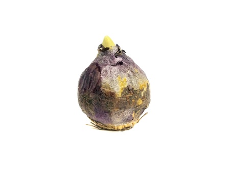 hyacinths bulbs on white background 
の写真素材