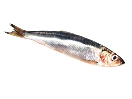 Fresh Baltic herring fish on white background   