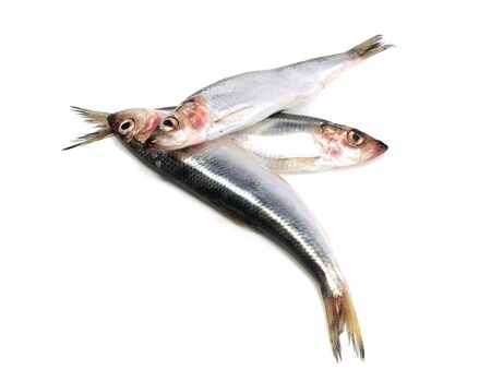 Fresh Baltic herring fish on white background   の写真素材