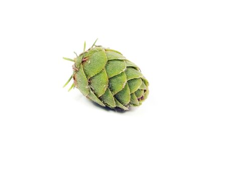green larch cones on a white background 
  の写真素材