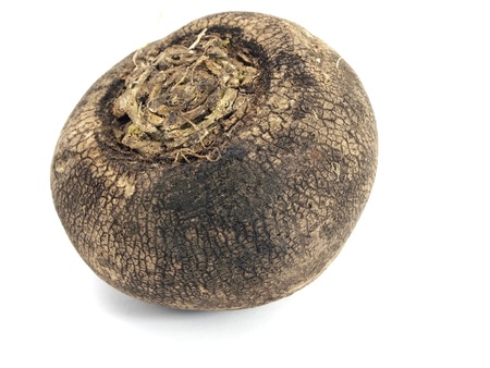 black radish on a white background 
の写真素材