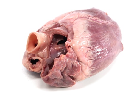Raw pork heart on a white background
の写真素材