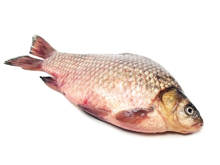 carassius - crucian carp on a white background 
の写真素材