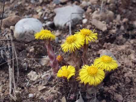 Colts Foot orTussilago farfara on gravel 
  の写真素材