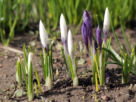 crocus flowers in the spring garden 
の写真素材