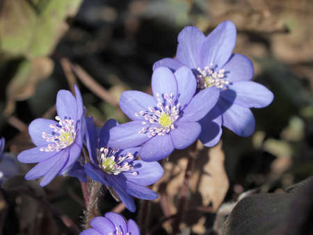 Hepatica nobilis flowers in spring garden
   の写真素材