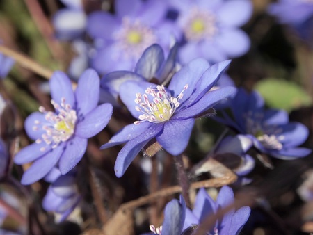 Hepatica nobilis flowers in spring garden
   の写真素材