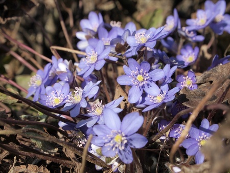 Hepatica nobilis flowers in spring garden
   の写真素材