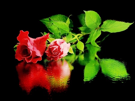 pink rose on a black background with water drops の写真素材