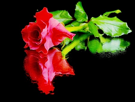 pink rose on a black background with water drops の写真素材