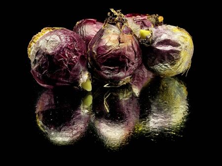 hyacinths bulbs on black background with water drops
の写真素材