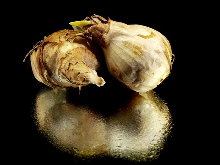 narcissus bulb on a black background with water drops 