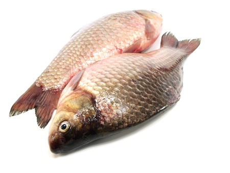 carassius - crucian carp on a white background 
     の写真素材
