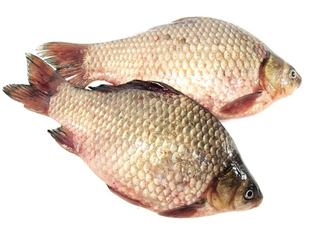 carassius - crucian carp on a white background 
     の写真素材