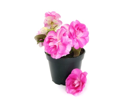 blooming impatiens flowers in pot on a white background
の写真素材