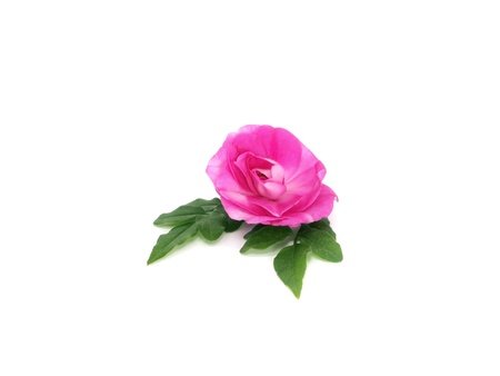 blooming impatiens flower on a white background
の写真素材