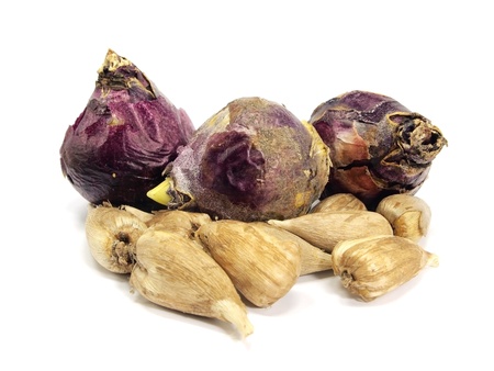 freesia and hyacinths bulbs on white background 
の写真素材